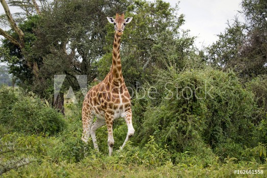 Picture of Giraffe among the trees in Lake Nakuru National Park